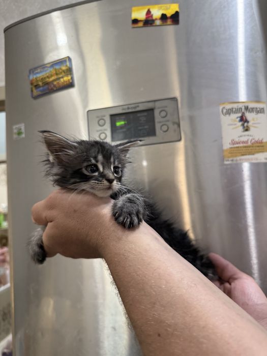Котенок мейн куна серый