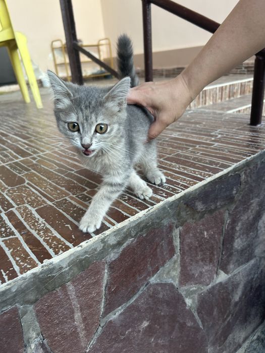 Маленький котенок