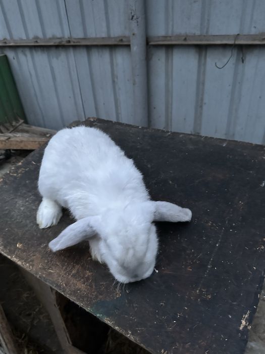 Iepuri de vanzare berbec german !