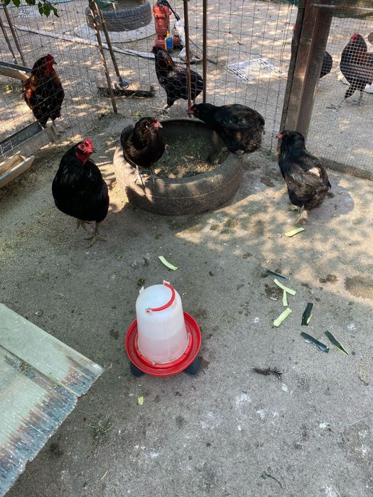 Australorp alb si albastru Araucana argintiu si negru si gat auriu Plymouth rockbarat gaini cocosi familii