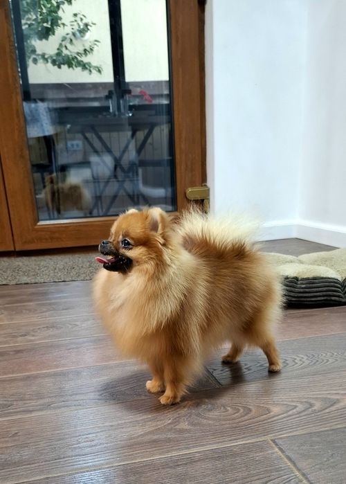 Fetita pomeranian cu pedigree fci