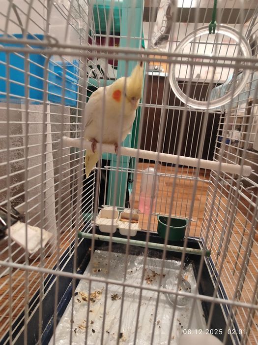 Продам попугая Корелла, самец