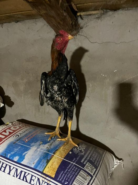 Бойтсовые даканы петушок