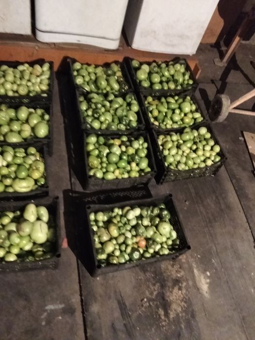 Продам Помидор зелёныи.