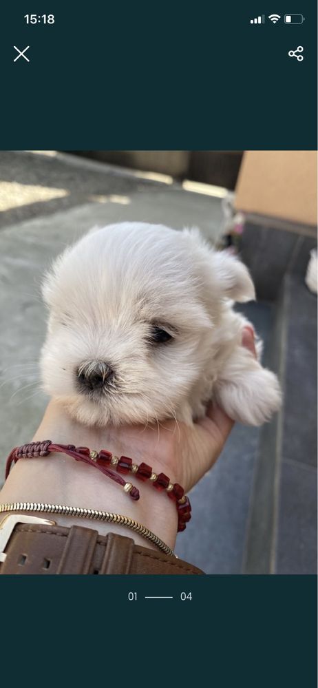 Bichon maltese mini toy cup Brasov OLX.ro