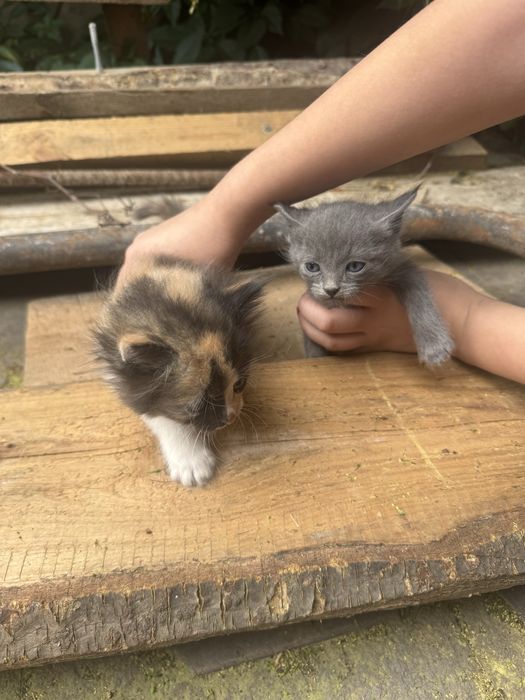 Отдам котят, 1,5 мес