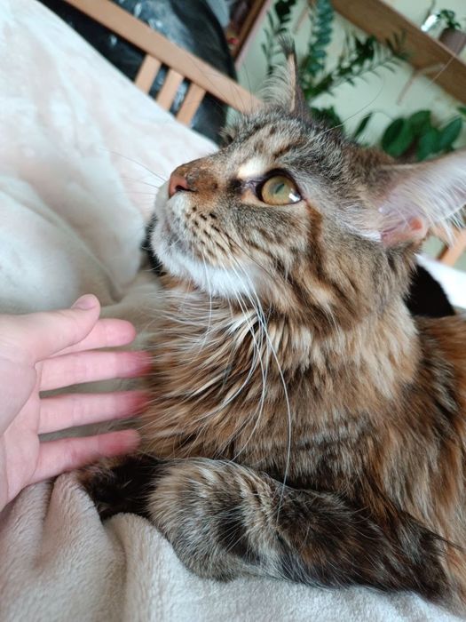 Кошь истинная мейнкун.