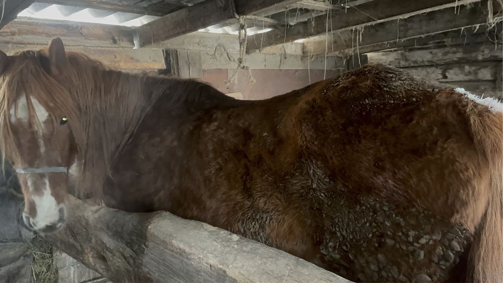 Продам кобылу либо обмен на жеребят