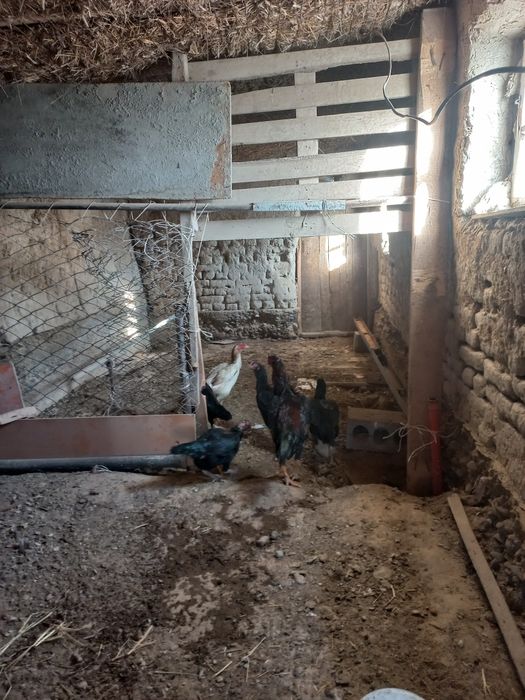 Дакан семейка шоже