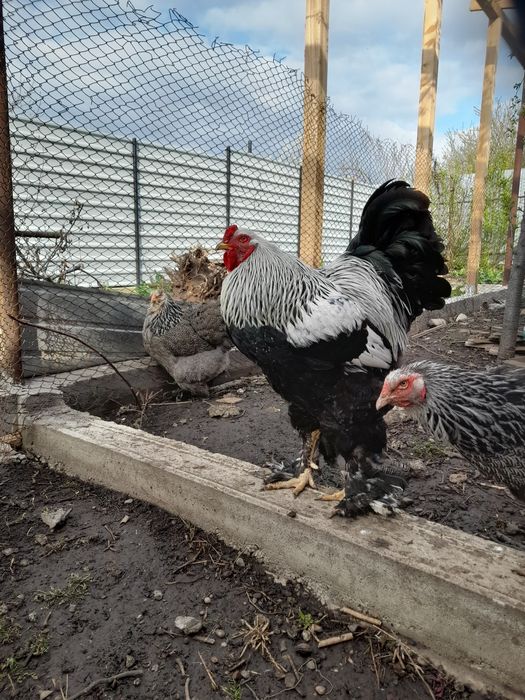 Ouă și pui Brahma Uriaș,Rase Mixte,Cochinchina PITIC, Mii de FLORI