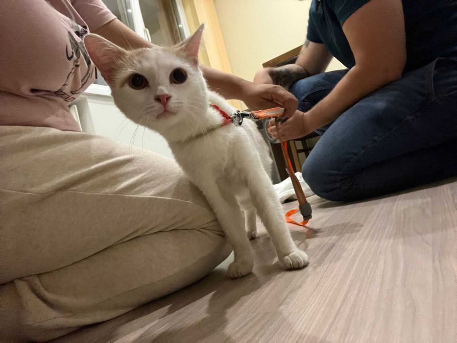 КОТАК търси любящ дом