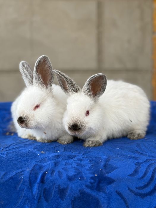 Quyon bolasi,Kaliforniy Quyonlari Savdosi Namangan! Quyon bolasi