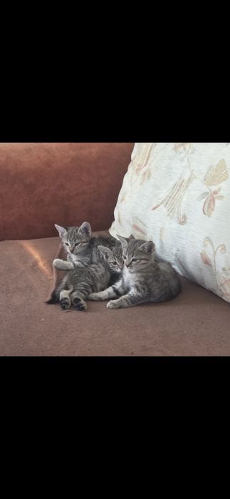 Отдам котят в добрые руки