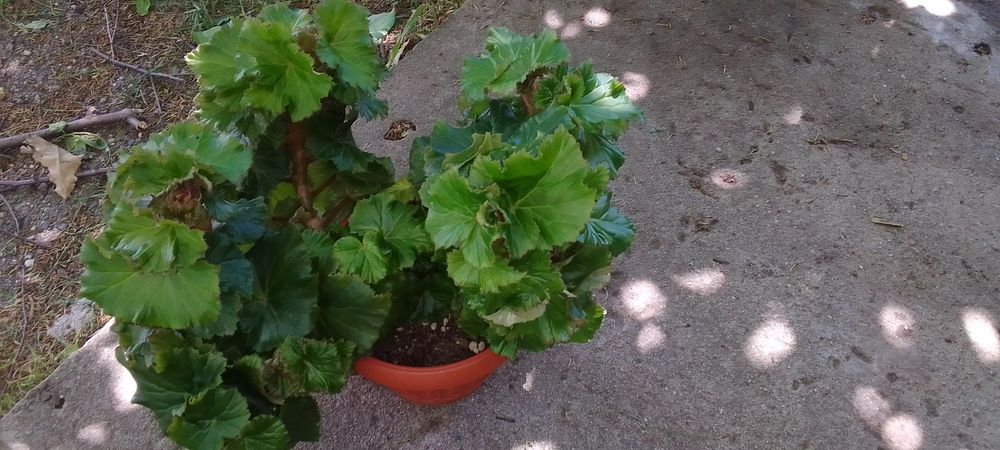 Бегония Элатиор Драгоне Дасти Роуз