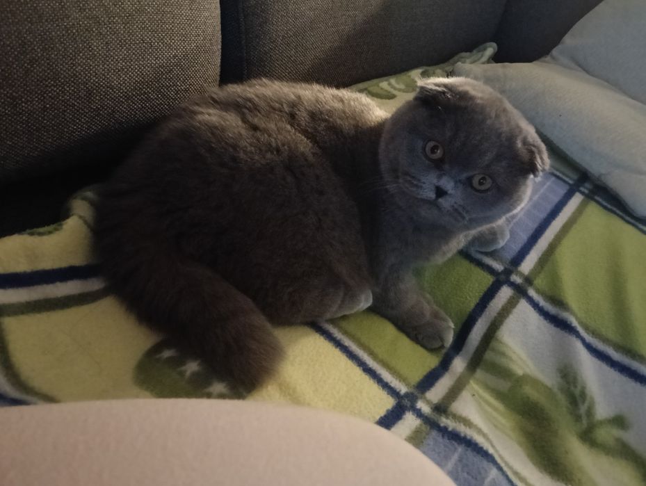 Pisica Scottish Fold
