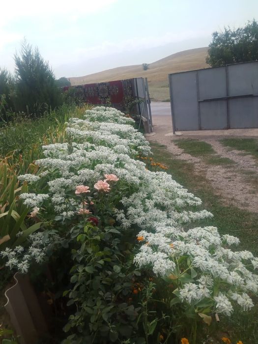 Срочно продам дом - дача