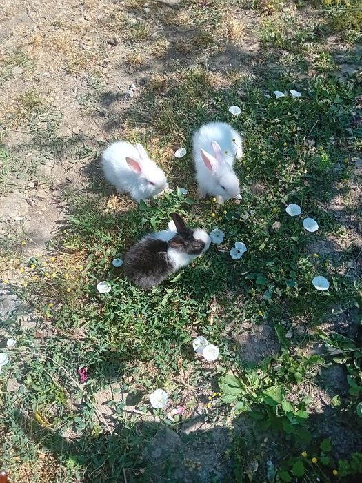 Iepuri pitici Cap de leu