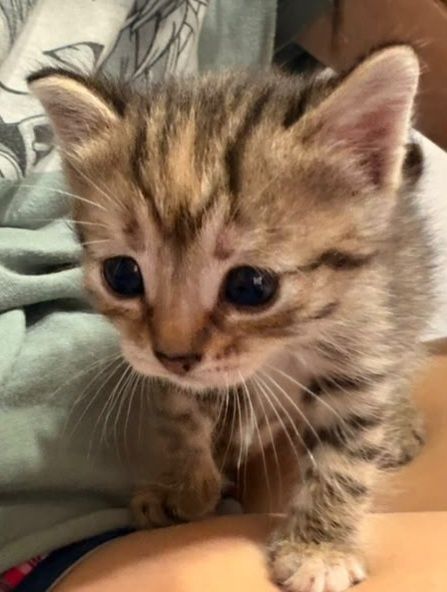 отдам котёнка  в добрые руки