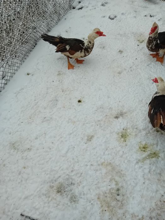 Vand ratoi muti ciocolatii