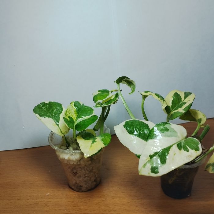 Продам комнатные растения