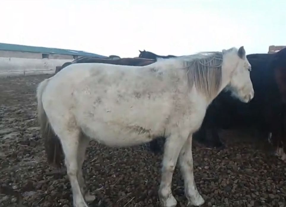 Продам жеребых кобыл