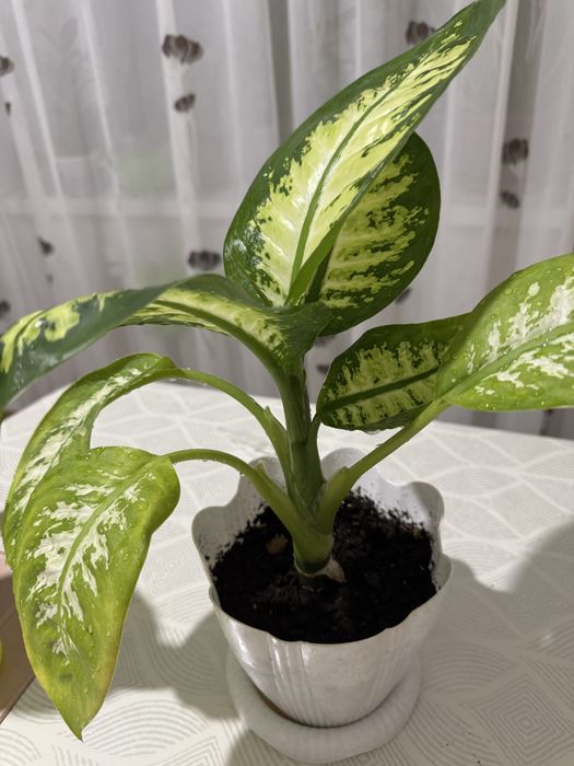 Диффенбахия продам