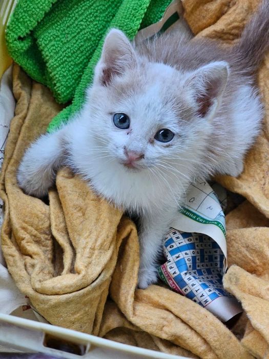 Котёнок, отдам даром
