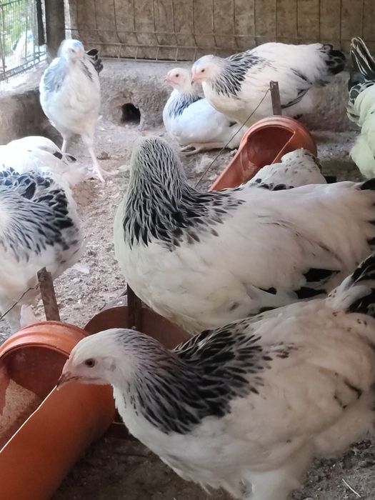 Pui Sussex Herminat Deschis