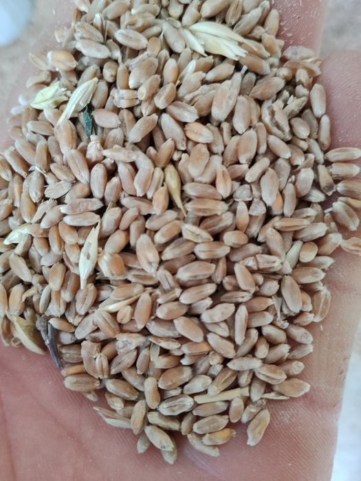 Bugdoy sotiladigan3900Tariq sotiladi 3300