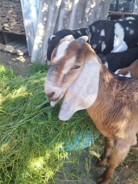 Vând țap anglo nubian, în vârstă de 2luni jumătate,din părinții din ultimele poze