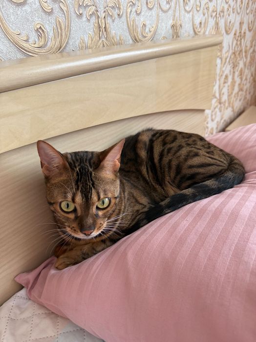 Бенгал коричневый