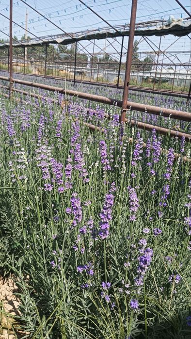 Lavanda ko‘chatlari sotuvda!