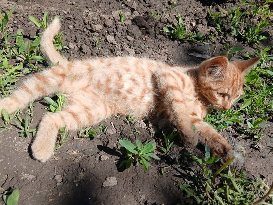 Солнечный котик ищет семью