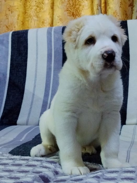 АЛАБАЙ щенок девочка продается