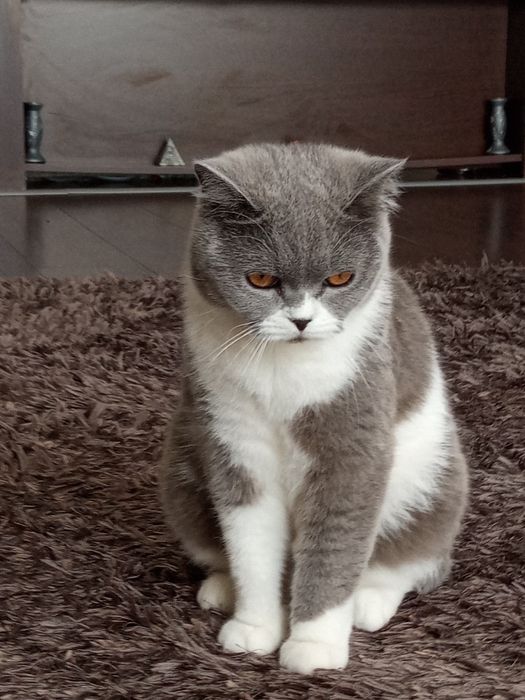 Vand motanel British Shorthair Gri / Alb