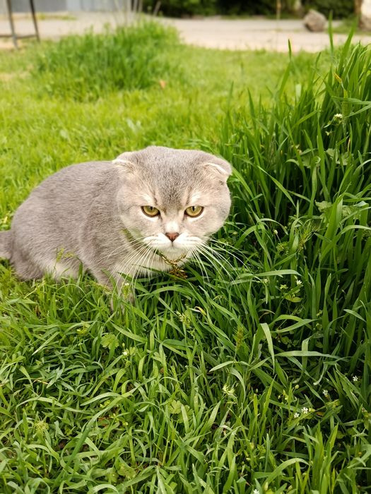 Вязка кота. Приглашаем на свидание