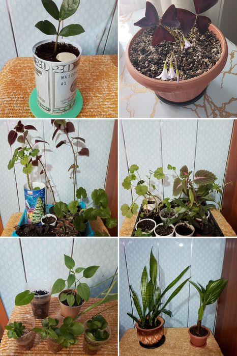 Цветы,отростки от 500
