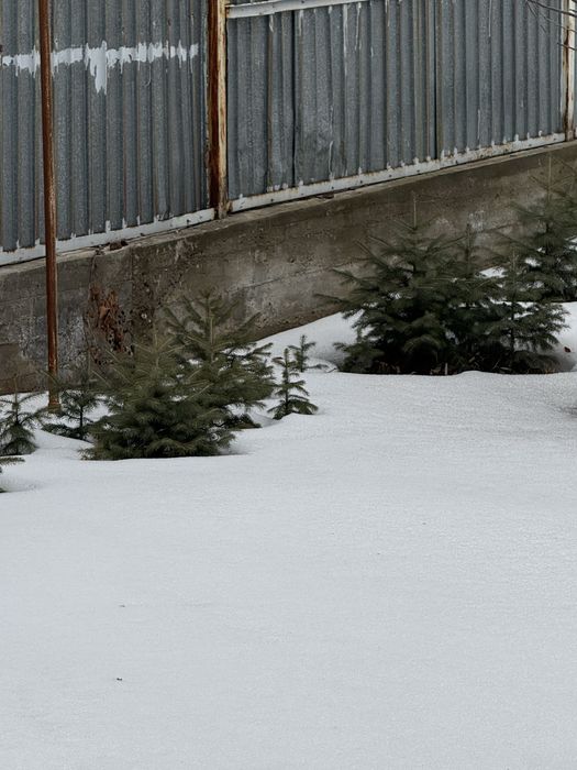 Продам ел. Елки саженцы