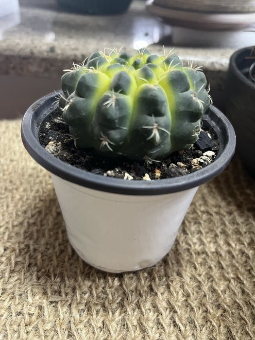 Кактус Гимнокалициум