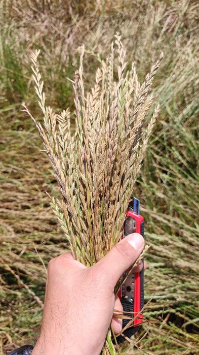 Samanta iarba (lolium) de vanzare,mustar,mazariche,trifoi,lucerna,etc