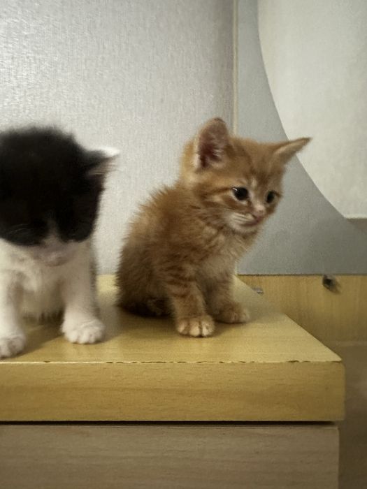 Котята котята котята