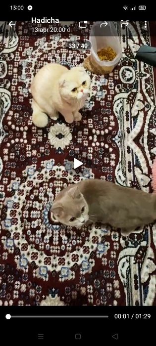 Britanya kalta yungli mushugi