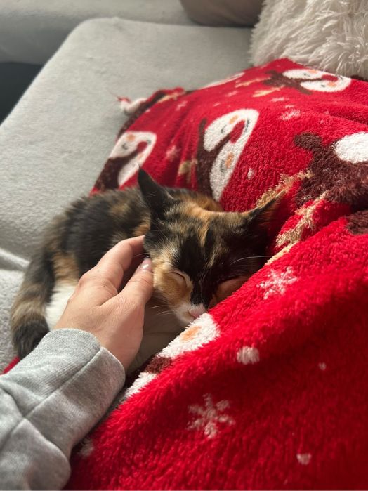 Подарява се коте