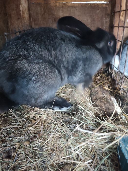 Продам кролов 5. Месяцев