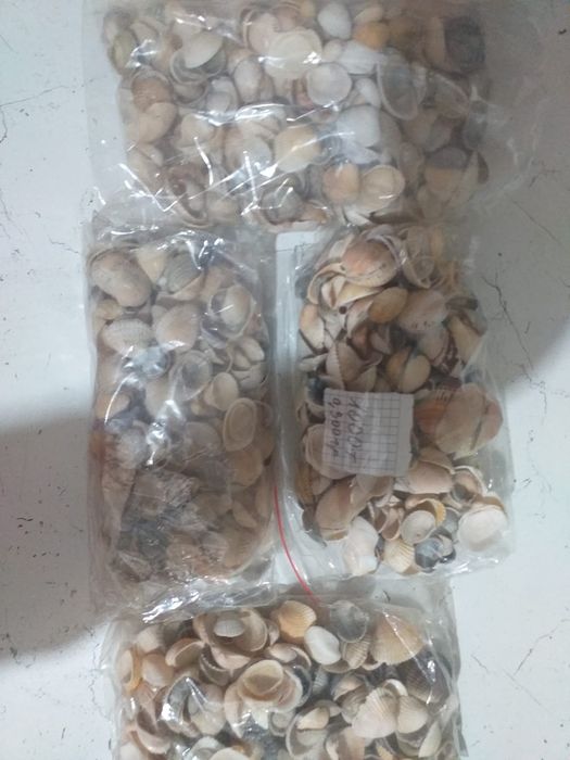 Продам ракушки с Черного моря