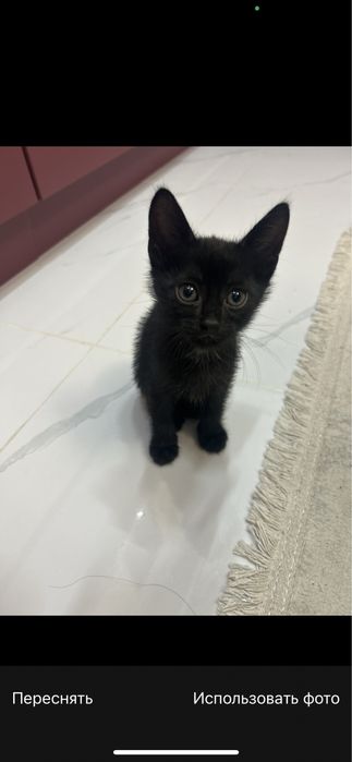 Котята в добрые руки!