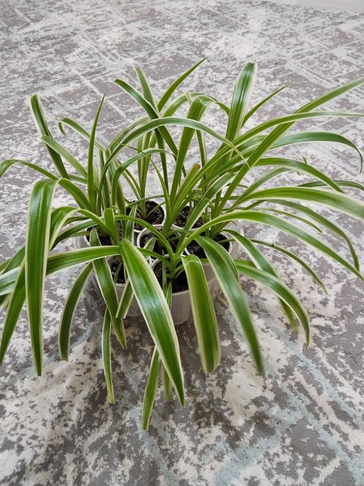 Комнатные цветы, красивые