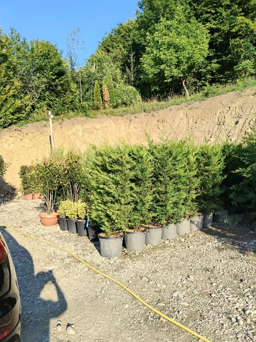 Plante ornamentale premium