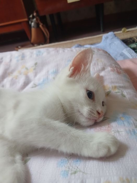 Отдам котят в хорошие,добрые руки