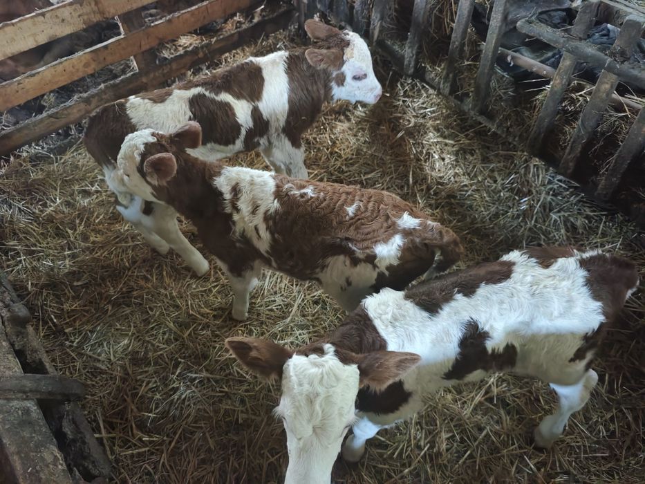 Trei Vitei de vanzare